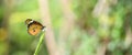 Beautiful Orange and black winged plain tiger butterfly drinking nectar from small flowers close-up photo Royalty Free Stock Photo