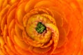 Beautiful orange blossom macro looking amazing