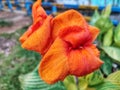 Beautiful orange blossoms made the garden Royalty Free Stock Photo