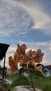 This beautiful orange bougainville flower was shot with a high degree of focus during the day in Kampar, Riau