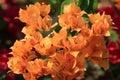Beautiful orange bougainvillea blooming, Bright orange bougainvillea flowers as a floral background, Close-up orange flowers, Royalty Free Stock Photo