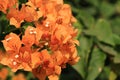 Beautiful orange bougainvillea blooming, Bright orange bougainvillea flowers as a floral background, Close-up orange flowers, Royalty Free Stock Photo