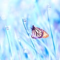 Beautiful orange butterfly on the blue fantastic grass with dew drops. Summer fresh background. Free copy space. Royalty Free Stock Photo