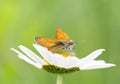 Beautiful orange butterfly