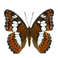 Beautiful orange butterfly, Common Commander moduza procris up