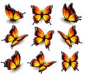 Beautiful orange butterfly in different positions.