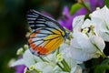 Beautiful orange butterfly feeding on a flower