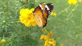 Beautiful orange butterfly on flower. flower and butterfly. butterfly feeding on a yellow flower. nature beauty