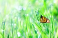 Beautiful orange butterfly on the green tender grass with dew drops. Summer fresh background.