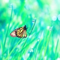 Beautiful orange butterfly on the green tender grass with dew drops. Summer fresh background. Free copy space. Royalty Free Stock Photo