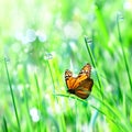Beautiful orange butterfly on the green tender grass with dew drops. Summer spring fresh background. Free copy space. Royalty Free Stock Photo