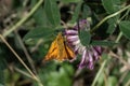 Beautiful orange butterfly known as the small skipper, sitting on a violet flower Royalty Free Stock Photo