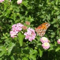 Beautiful orange butterfly on pink lantana