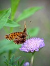 beautiful orange butterfly on a purple flower Royalty Free Stock Photo