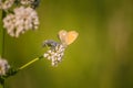 A beautiful orange butterfly sitting on a valerian flower. Closeup in meadow Royalty Free Stock Photo