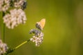 A beautiful orange butterfly sitting on a valerian flower. Closeup in meadow