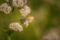 A beautiful orange butterfly sitting on a valerian flower. Closeup in meadow Royalty Free Stock Photo