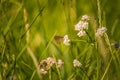 A beautiful orange butterfly sitting on a valerian flower. Closeup in meadow