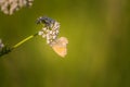 A beautiful orange butterfly sitting on a valerian flower. Closeup in meadow Royalty Free Stock Photo