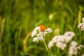 A beautiful orange butterfly sitting on a valerian flower. Closeup in meadow Royalty Free Stock Photo