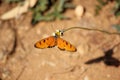 Beautiful orange butterfly Tawny Coster (Acraea terpsicore) on a flower Royalty Free Stock Photo