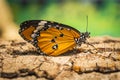 Beautiful orange butterfly on tree trunk. Danaus chrysippus (Plain tiger, African queen or African monarch)