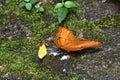 A beautiful orange butterfly, Vindula Erota, resting on a rock in national park waterfall