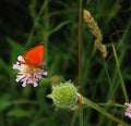 Beautiful orange butterfly virgaureae sitting on light violet meadow flower with green background Royalty Free Stock Photo
