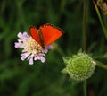 Beautiful orange butterfly virgaureae sitting on light violet meadow flower with green background Royalty Free Stock Photo