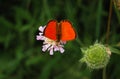 Beautiful orange butterfly virgaureae sitting on light violet meadow flower with green background Royalty Free Stock Photo