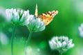 Beautiful Orange Butterfly On White Clover Flowers In A Fairy Garden. Summer Spring Bright Green Background. Macro Composition.
