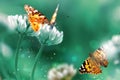 Beautiful Orange Butterfly On White Clover Flowers In A Fairy Garden. Summer Spring Bright Green Background. Macro Composition