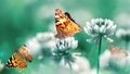 Beautiful orange butterfly on white clover flowers in a fairy garden. Summer spring bright green background. Macro composition
