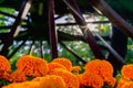 Beautiful orange calendula marigold flower in green garden with sun rays flare, summer background Royalty Free Stock Photo