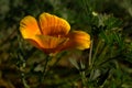 Beautiful orange california poppy flower blooming in a green field