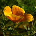 Beautiful orange california poppy flower blooming in a green field Royalty Free Stock Photo