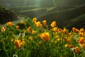 Beautiful orange california poppy flower blooming in a green field