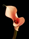 Beautiful orange calla lilly