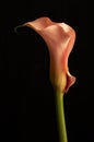 Beautiful orange calla lilly