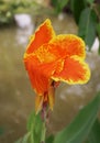 beautiful orange Canna Lily flower in the garden Royalty Free Stock Photo