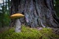 Beautiful orange cap mushroom grow in wood Royalty Free Stock Photo