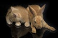 A Beautiful Orange cat kitten and orange-brown cute rabbit funny positions. Animal portrait isolated on black Royalty Free Stock Photo