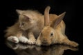 A Beautiful Orange cat kitten and orange-brown cute rabbit funny positions. Animal portrait isolated on black Royalty Free Stock Photo
