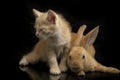 A Beautiful Orange cat kitten and orange-brown cute rabbit funny positions. Animal portrait isolated on black Royalty Free Stock Photo