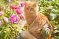 Beautiful orange cat kitten in flowers, garden Royalty Free Stock Photo