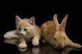 A Beautiful Orange cat kitten and orange-brown cute rabbit funny positions. Animal portrait isolated on black Royalty Free Stock Photo