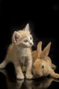 A Beautiful Orange cat kitten and orange-brown cute rabbit funny positions. Animal portrait isolated on black Royalty Free Stock Photo