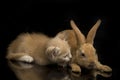 A Beautiful Orange cat kitten and orange-brown cute rabbit funny positions. Animal portrait isolated on black Royalty Free Stock Photo