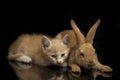 A Beautiful Orange cat kitten and orange-brown cute rabbit funny positions. Animal portrait isolated on black Royalty Free Stock Photo