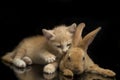 A Beautiful Orange cat kitten and orange-brown cute rabbit funny positions. Animal portrait isolated on black Royalty Free Stock Photo